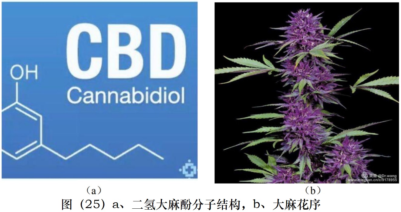  图（25）a、二氢大麻酚分子结构，b、大麻花序